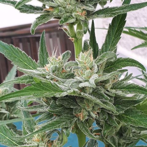 Wedding Cake Automatic growlog photo: Blüte Tag 43