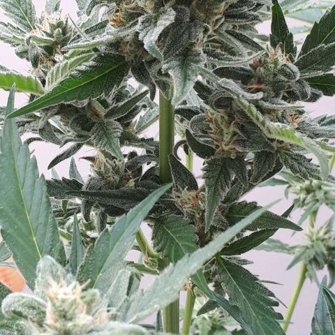 Wedding Cake Automatic growlog photo: Blüte Tag 43