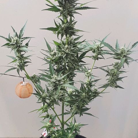 Wedding Cake Automatic growlog photo: Blüte Tag 43