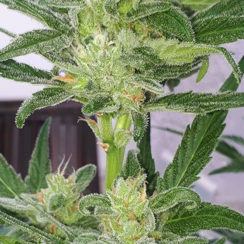 Wedding Cake Automatic growlog photo: Blüte Tag 43