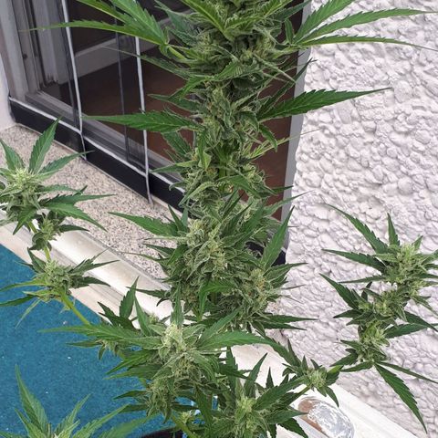 Wedding Cake Automatic growlog photo: Blüte Tag 43