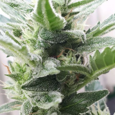 Wedding Cake Automatic growlog photo: Blüte Tag 43