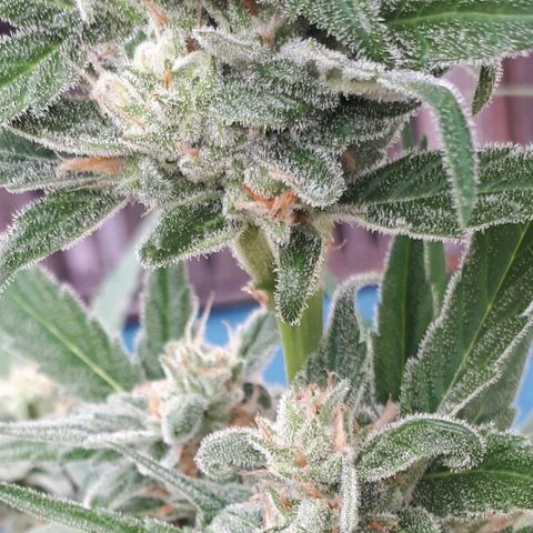 Wedding Cake Automatic growlog photo: Blüte Tag 43