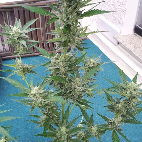 Wedding Cake Automatic growlog photo: Blüte Tag 43