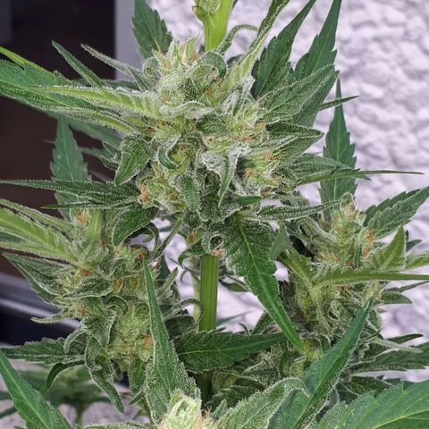 Wedding Cake Automatic growlog photo: Blüte Tag 43