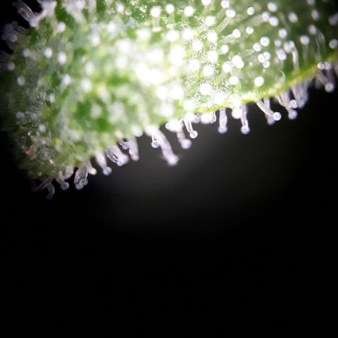 Wedding Cake Automatic growlog timeline photo