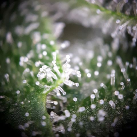 Wedding Cake Automatic growlog timeline photo