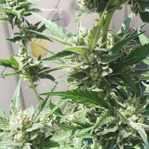 Wedding Cake Automatic growlog photo: Blüte Tag 51