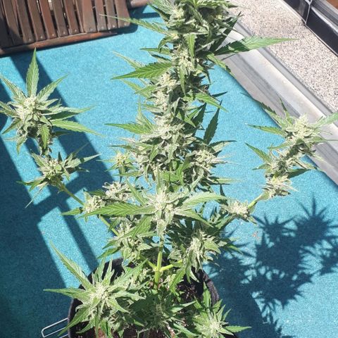 Wedding Cake Automatic growlog photo: Blüte Tag 51