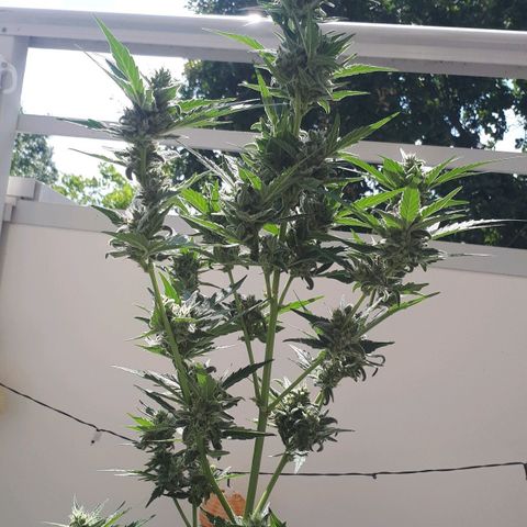 Wedding Cake Automatic growlog photo: Blüte Tag 51