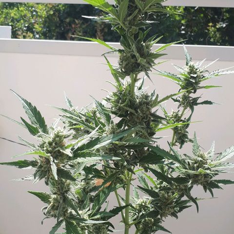 Wedding Cake Automatic growlog photo: Blüte Tag 51
