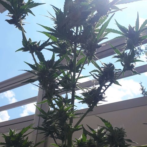 Wedding Cake Automatic growlog photo: Blüte Tag 51