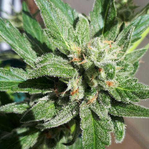 Wedding Cake Automatic growlog in Balkon