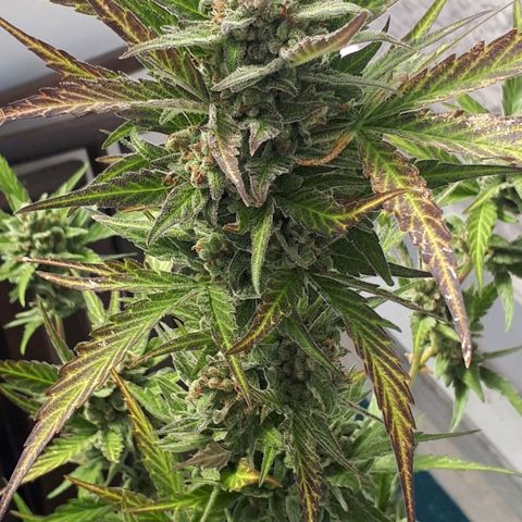 Wedding Cake Automatic growlog photo: Blüte Tag 70 | Ernte