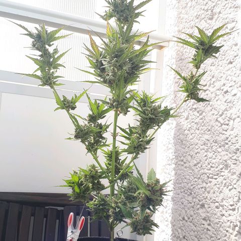 Wedding Cake Automatic growlog photo: Blüte Tag 70 | Ernte