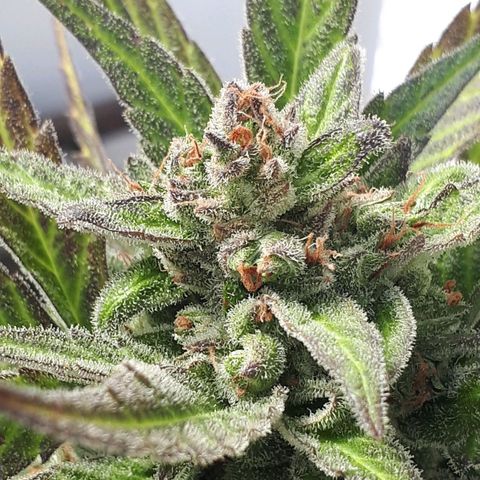 Wedding Cake Automatic growlog photo: Blüte Tag 70 | Ernte
