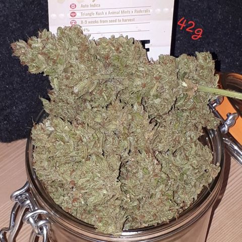 Wedding Cake Automatic growlog timeline photo