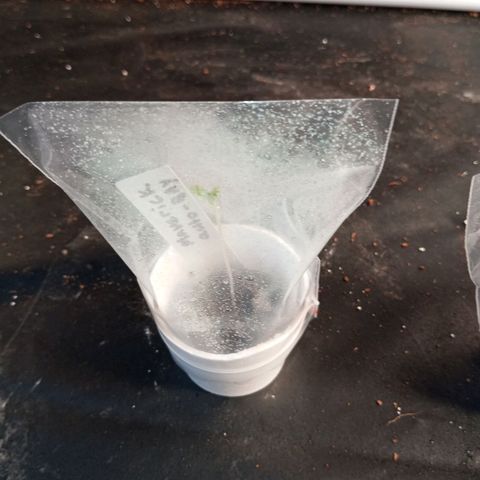 MAVERICK AUTO  growlog photo: SEEDLING STAGE REACHED 
INTRODUCED TO LIGHT 