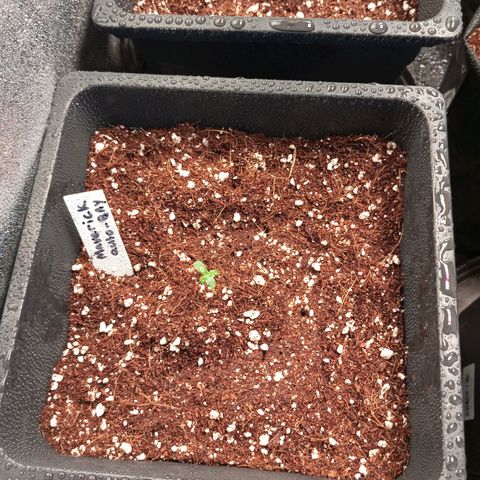 MAVERICK AUTO  growlog photo: -Transplanted 
-Light feed 500ml CoCo Nutrient 
-Small leaves showing life 
-Sprayed PH checked water to improve humidity and moisture in Coco & Plant Enviro 