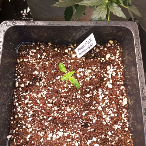 MAVERICK AUTO  growlog photo: Leaves looks Curled up 
Nutrients feed + Water 500ml 