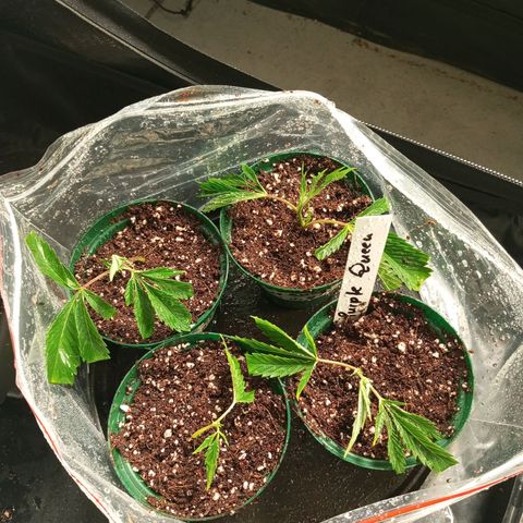 PURPLE QUEEN  growlog timeline photo