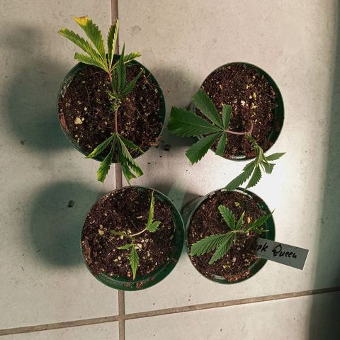 PURPLE QUEEN  growlog timeline photo