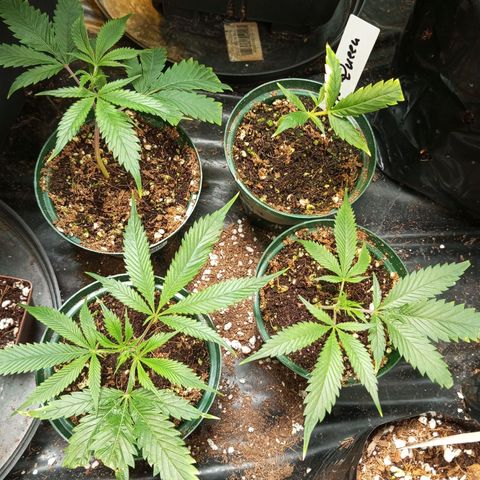 PURPLE QUEEN  growlog photo: Fantastic 💥😎