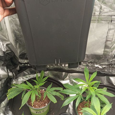 PURPLE QUEEN  growlog timeline photo