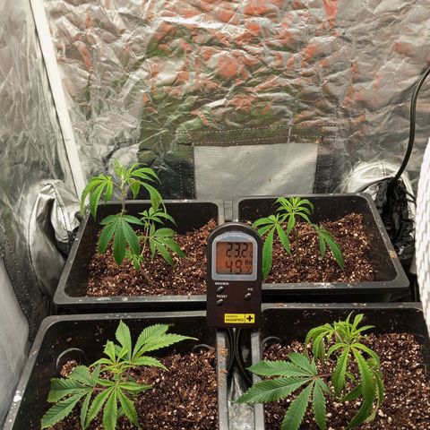 PURPLE QUEEN  growlog photo: FINAL TRANSPLANT 
7L POTS 
COCO + PERLITE 70/30