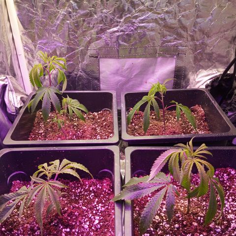 PURPLE QUEEN  growlog photo: 💥💥💥