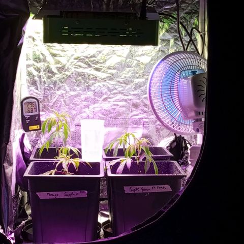 PURPLE QUEEN  growlog photo: Added a new light , 20 Vs 4 
Let's see how they will behave for a week.
Curious 