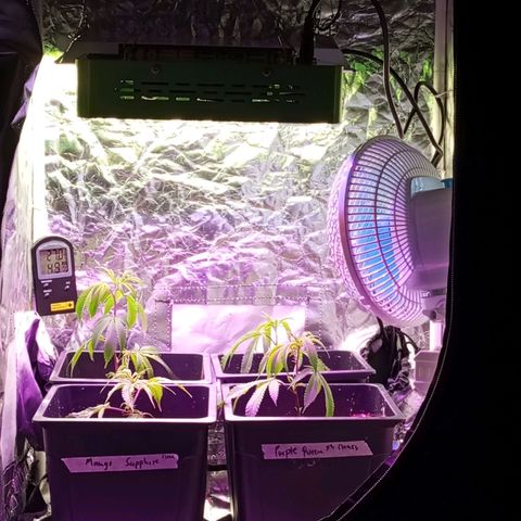 PURPLE QUEEN  growlog photo: Added a new light , 20 Vs 4 
Let's see how they will behave for a week.
Curious 