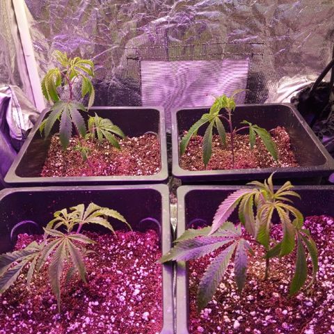 PURPLE QUEEN  growlog photo: Added a new light , 20 Vs 4 
Let's see how they will behave for a week.
Curious 