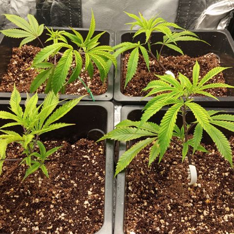 PURPLE QUEEN  growlog timeline photo