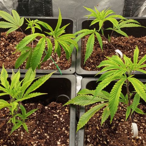 PURPLE QUEEN  growlog photo: Got a lil bit of a shock from the transplant.
Recovering now under EHG NUTRIENTS 
EC 1.4 
PH 5.8
COCO COIR + PERLITE 
💥😎