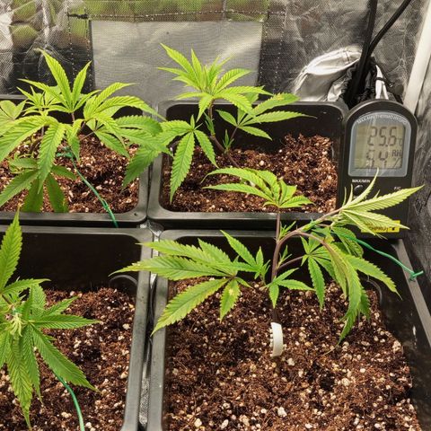 PURPLE QUEEN  growlog timeline photo