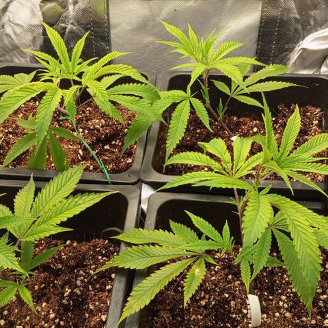 PURPLE QUEEN  growlog photo: Some training when necessary .😎😃🤣.
Wait for it , we want that bush structure .
All recovering , will have that vigor soon 💥🖤👊🏽.

FEEED , EHG EC AT 1.6/7
WILL KEEP IT AT THAT FOR NOW .