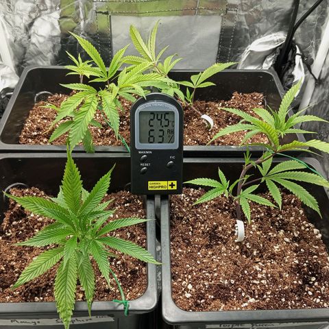 PURPLE QUEEN  growlog timeline photo