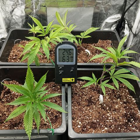 PURPLE QUEEN  growlog photo: A LITTLE LOLI POPPIN & LS TRAINING
WE WANNA GET THAT BUSH STRUCTURED🖤😎💥🖤