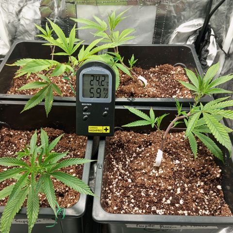 PURPLE QUEEN  growlog photo: WATER , NUTRIENTS 
EC 1,7/8
PH 5.7
TRIMMING 
