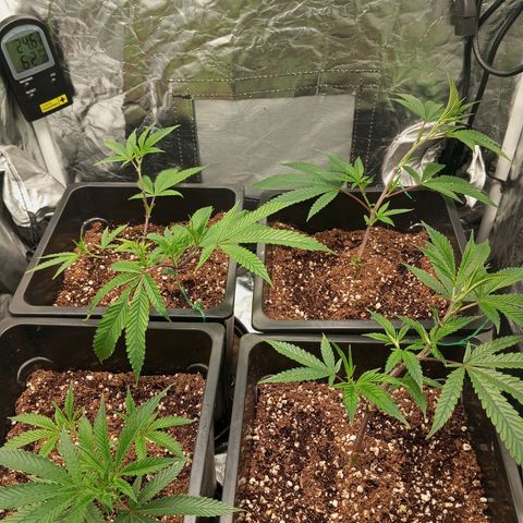 PURPLE QUEEN  growlog timeline photo