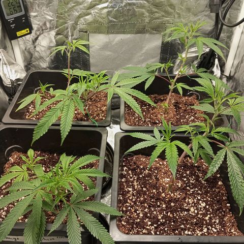 PURPLE QUEEN  growlog photo: PH 5.7
EC 2.0
EHG NUTRIENT FEED 