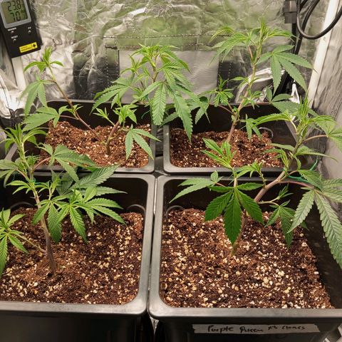 PURPLE QUEEN  growlog photo: NO FEED 
NO WATER 
VERY WET 
LOOKING GOOD & DARK GREEN 
STERMS GETTING STRONG AND SIDE SHOOTS SPROUTING UP