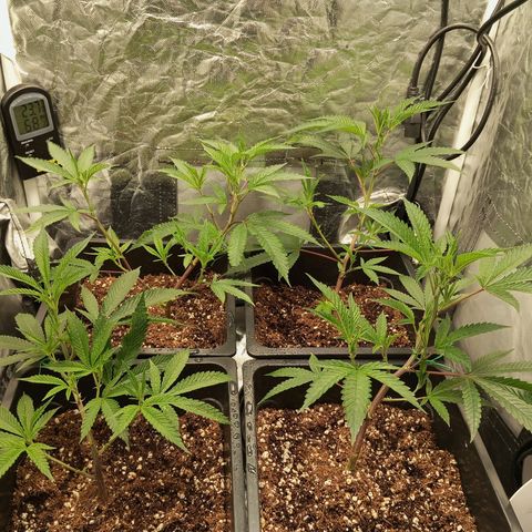 PURPLE QUEEN  growlog timeline photo