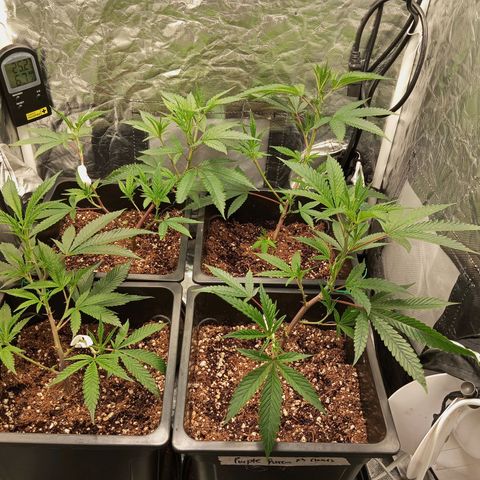 PURPLE QUEEN  growlog photo: Playing god with Mary Jaine Makes me feel good .
Just a lil clip training on the upshoots to expose the new recruits to reality : 