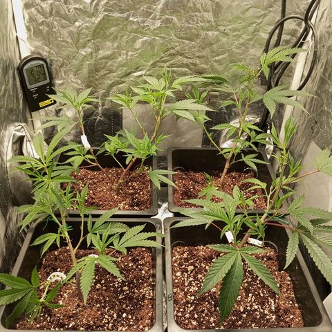 PURPLE QUEEN  growlog photo: CLIP TRAING , TOPPING , PRUNNING 
FEED , EC 1.9/pH 5.8/