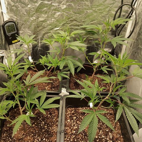 PURPLE QUEEN  growlog photo: CLIP TRAING , TOPPING , PRUNNING 
FEED , EC 1.9/pH 5.8/