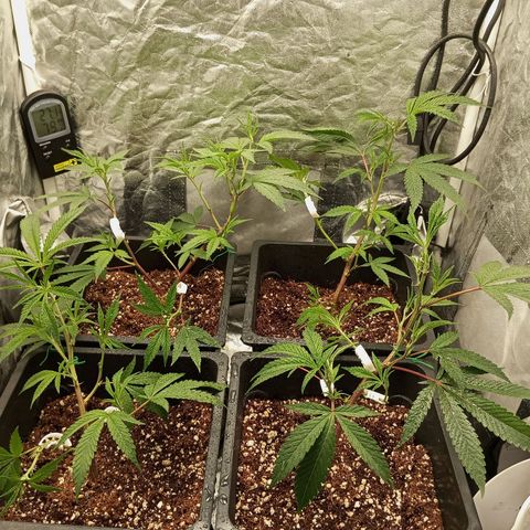 PURPLE QUEEN  growlog photo: CLIP TRAING , TOPPING , PRUNNING 
FEED , EC 1.9/pH 5.8/