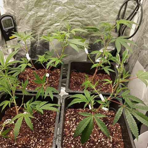 PURPLE QUEEN  growlog photo: CLIP TRAING , TOPPING , PRUNNING 
FEED , EC 1.9/pH 5.8/