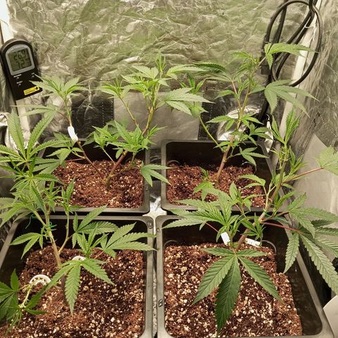 PURPLE QUEEN  growlog photo: CLIP TRAING , TOPPING , PRUNNING 
FEED , EC 1.9/pH 5.8/